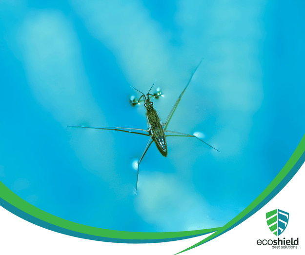 Why do Swimming Pools Attract Bugs?